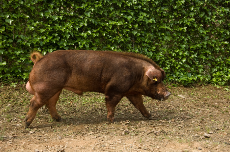 The growth of Duroc in the market, will it end?