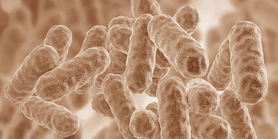 PROYECTO SERRAKIT: DESARROLLO DE UN KIT DE DETECCIÓN DE SERRATIA EN EYACULADOS Y DOSIS SEMINALES PORCINAS